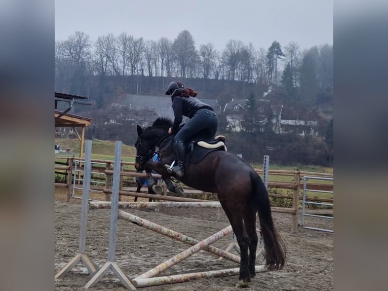 Irish Sport Horse Wallach 4 Jahre 160 cm Dunkelbrauner in Gummern