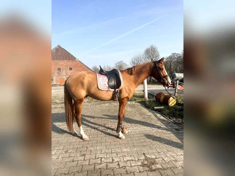 Irish Sport Horse Wallach 4 Jahre 160 cm Fuchs in Lathen