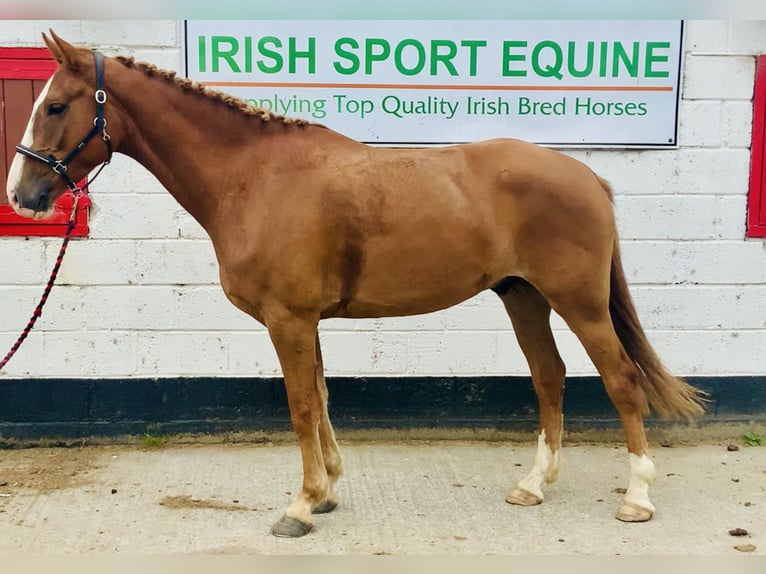 Irish Sport Horse Wallach 4 Jahre 160 cm Fuchs in Mountrath