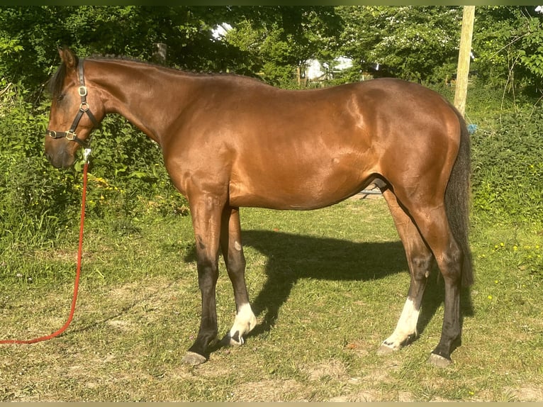 Irish Sport Horse Wallach 4 Jahre 160 cm Rotbrauner in Galway