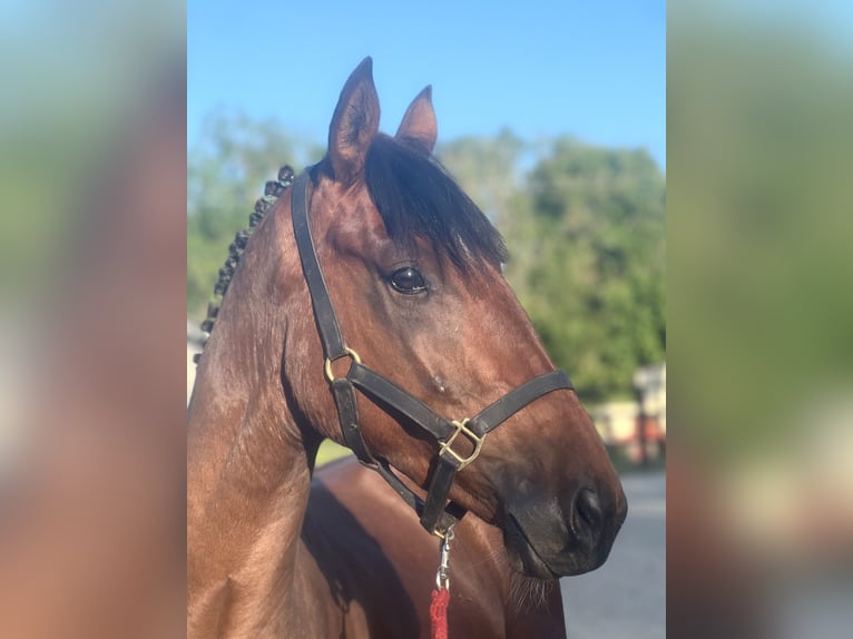 Irish Sport Horse Wallach 4 Jahre 160 cm Rotbrauner in Galway