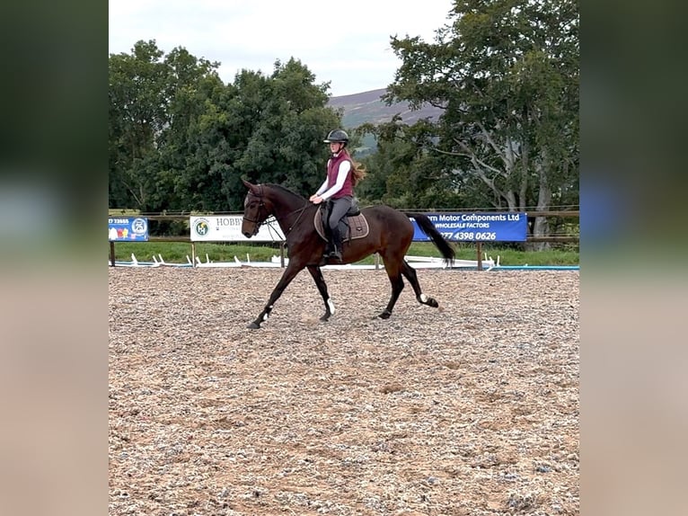 Irish Sport Horse Wallach 4 Jahre 160 cm Rotbrauner in newry