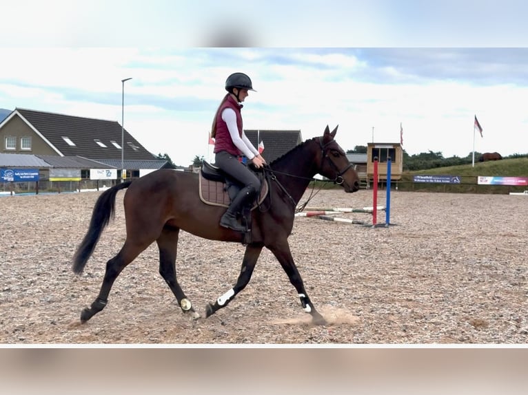 Irish Sport Horse Wallach 4 Jahre 160 cm Rotbrauner in newry