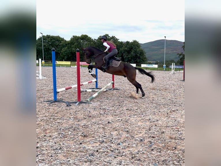 Irish Sport Horse Wallach 4 Jahre 160 cm Rotbrauner in newry