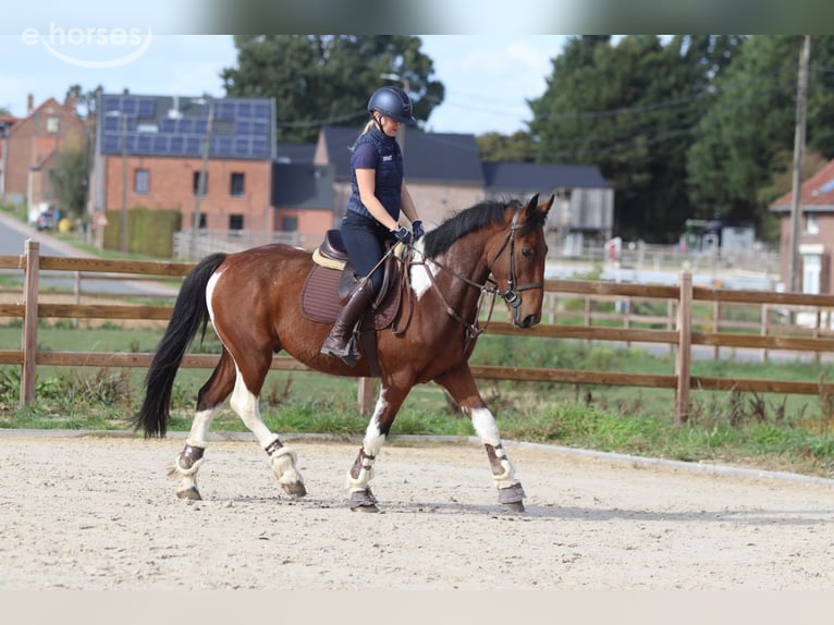 Irish Sport Horse Wallach 4 Jahre 160 cm Schecke in Pepingen