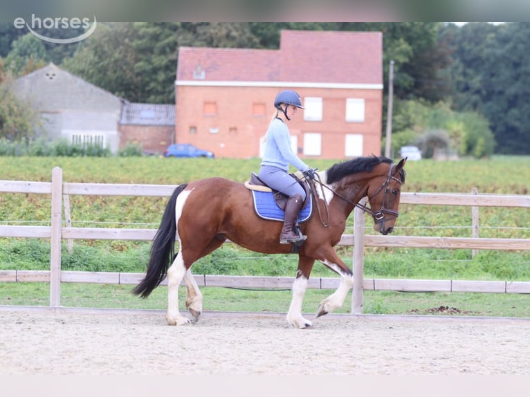 Irish Sport Horse Wallach 4 Jahre 160 cm Schecke in Pepingen