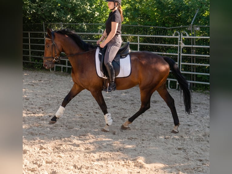 Irish Sport Horse Wallach 4 Jahre 162 cm Brauner in Lage