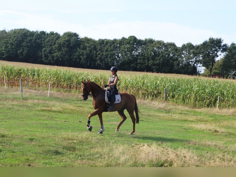 Irish Sport Horse Mix Wallach 4 Jahre 162 cm Fuchs in Uelsen