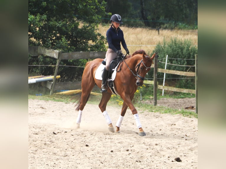 Irish Sport Horse Mix Wallach 4 Jahre 162 cm Fuchs in Uelsen
