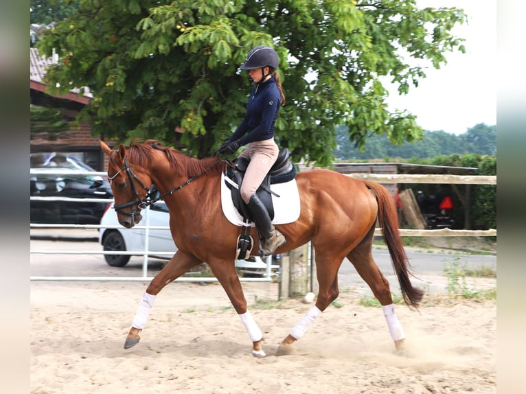 Irish Sport Horse Mix Wallach 4 Jahre 162 cm Fuchs in Uelsen