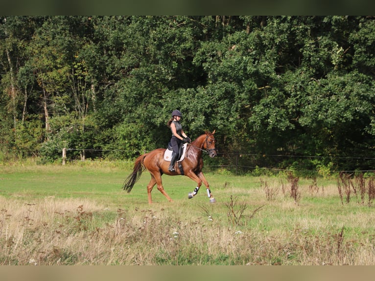 Irish Sport Horse Mix Wallach 4 Jahre 162 cm Fuchs in Uelsen