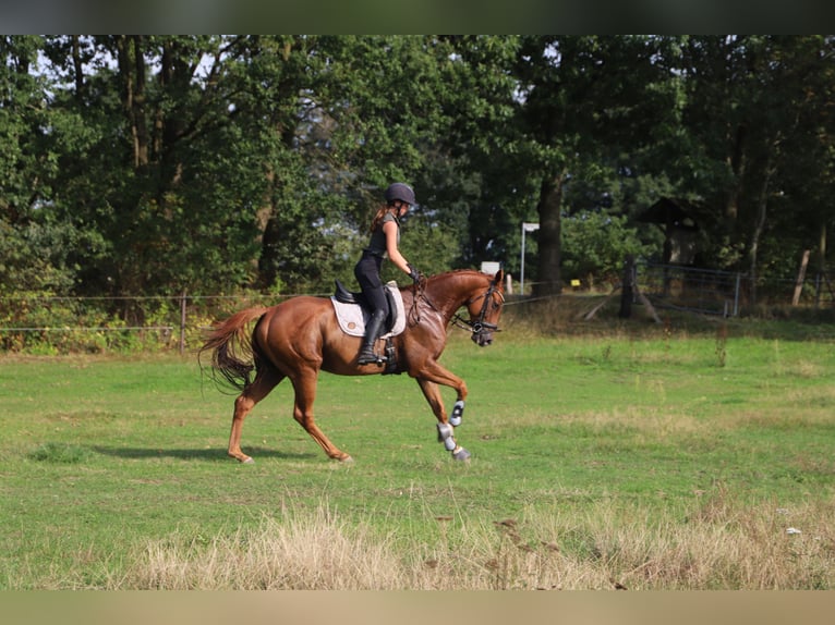 Irish Sport Horse Mix Wallach 4 Jahre 162 cm Fuchs in Uelsen
