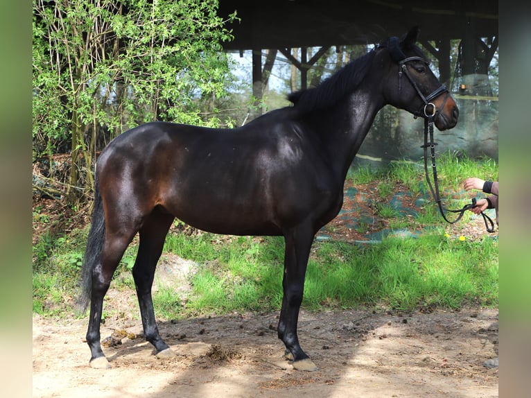 Irish Sport Horse Mix Wallach 4 Jahre 162 cm Rappe in Uelsen