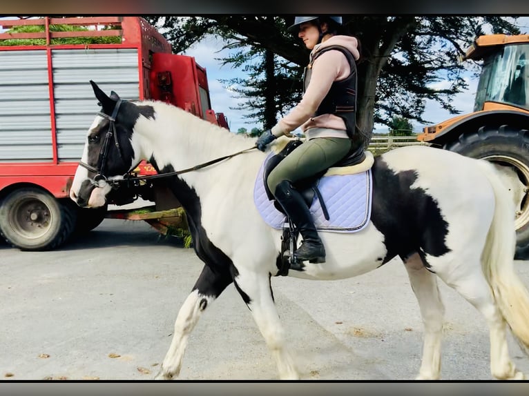 Irish Sport Horse Wallach 4 Jahre 162 cm Schecke in Mountrath