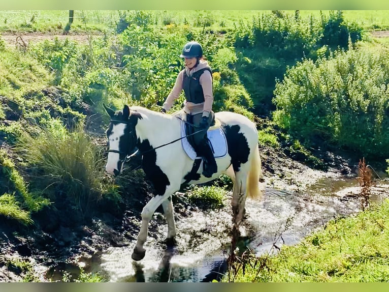 Irish Sport Horse Wallach 4 Jahre 162 cm Schecke in Mountrath