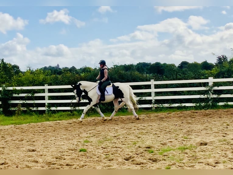 Irish Sport Horse Wallach 4 Jahre 162 cm Schecke in Mountrath