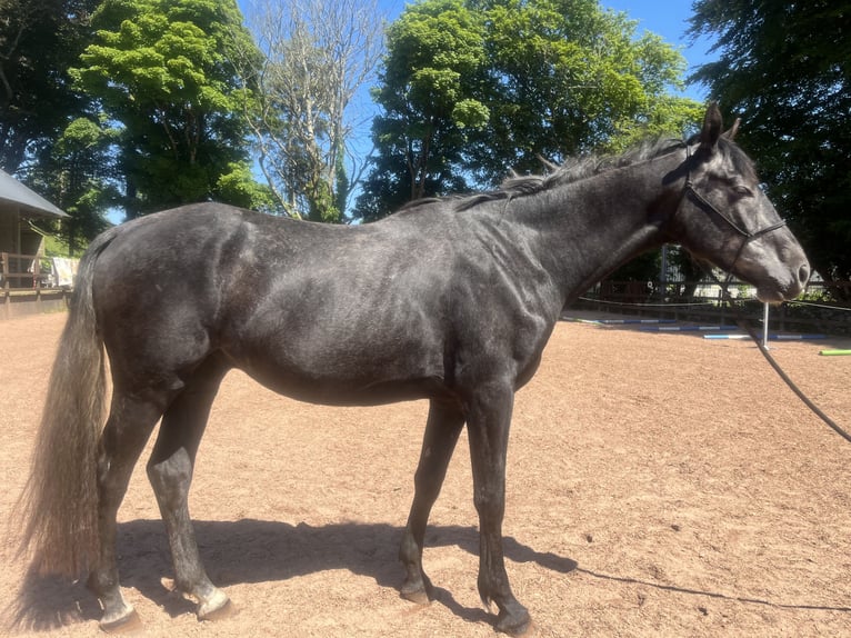Irish Sport Horse Wallach 4 Jahre 162 cm Schimmel in Galway