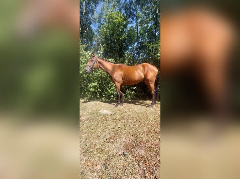 Irish Sport Horse Wallach 4 Jahre 163 cm Brauner in Langmannersdorf