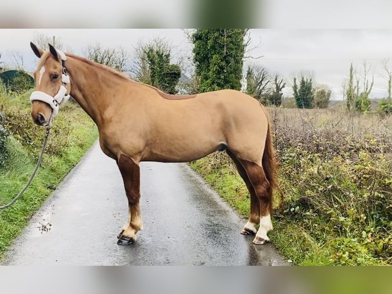 Irish Sport Horse Wallach 4 Jahre 163 cm Dunkelfuchs in Sligo