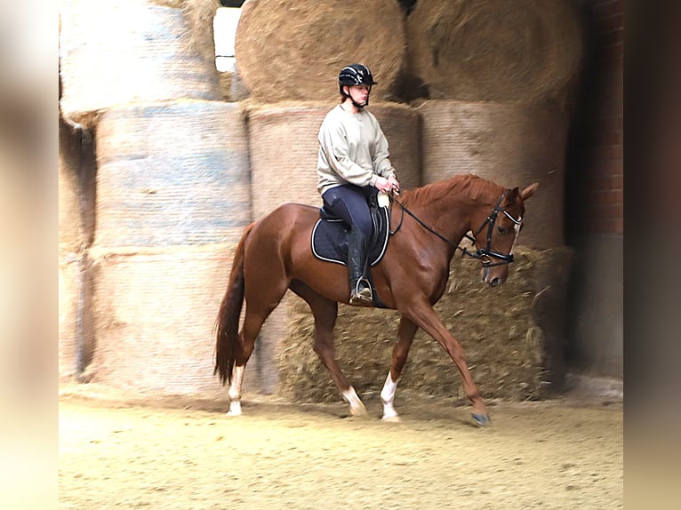Irish Sport Horse Mix Wallach 4 Jahre 163 cm Fuchs in Wielen