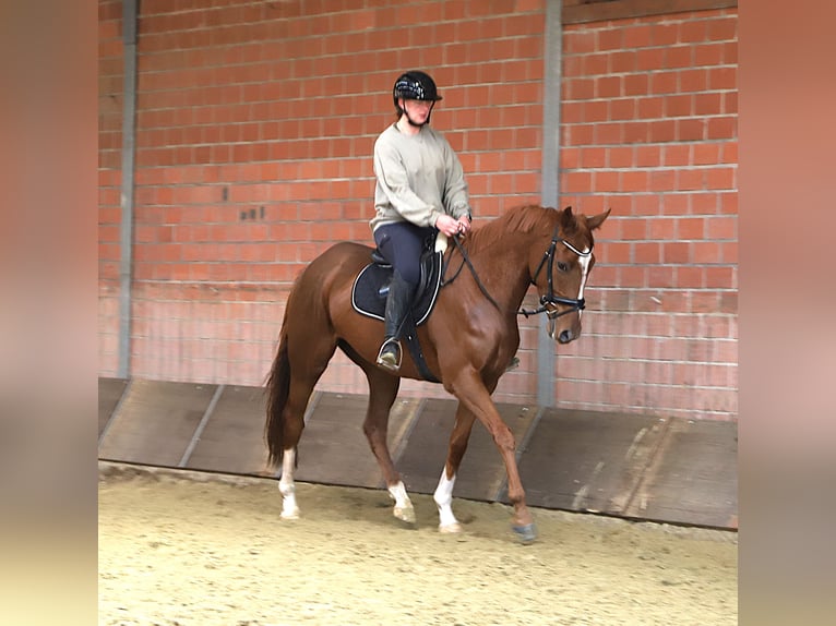 Irish Sport Horse Mix Wallach 4 Jahre 163 cm Fuchs in Wielen