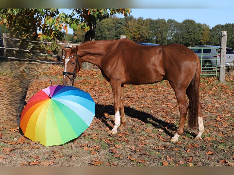 Irish Sport Horse Mix Wallach 4 Jahre 163 cm Fuchs in Wielen