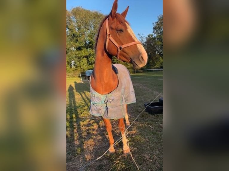 Irish Sport Horse Wallach 4 Jahre 163 cm Fuchs in Waterford