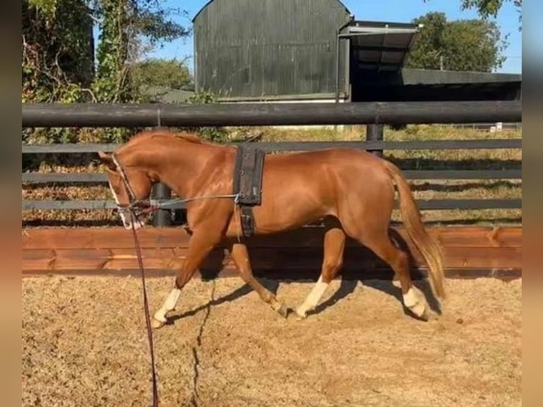 Irish Sport Horse Wallach 4 Jahre 163 cm Fuchs in Waterford