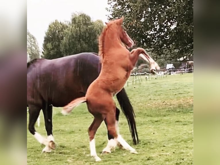 Irish Sport Horse Wallach 4 Jahre 163 cm Fuchs in Banbury