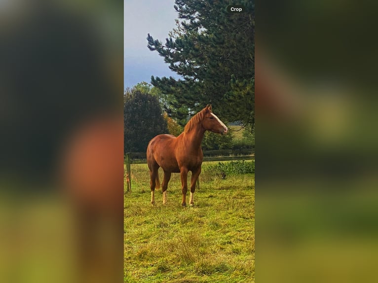 Irish Sport Horse Wallach 4 Jahre 163 cm Fuchs in Banbury