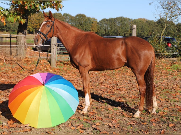 Irish Sport Horse Mix Wallach 4 Jahre 163 cm Fuchs in Wielen