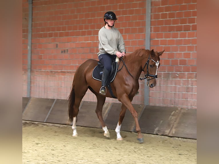 Irish Sport Horse Mix Wallach 4 Jahre 163 cm Fuchs in Wielen
