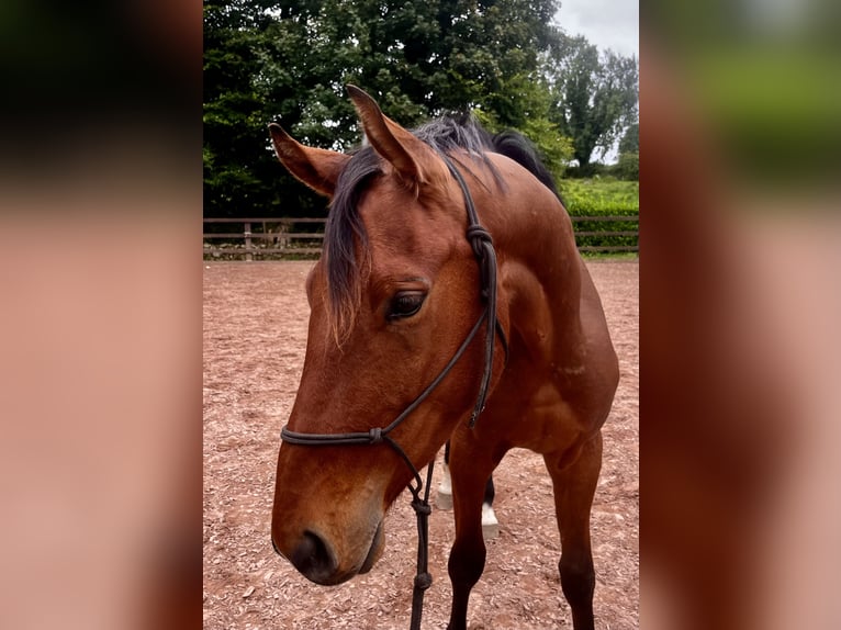 Irish Sport Horse Wallach 4 Jahre 163 cm Rotbrauner in Loughrea