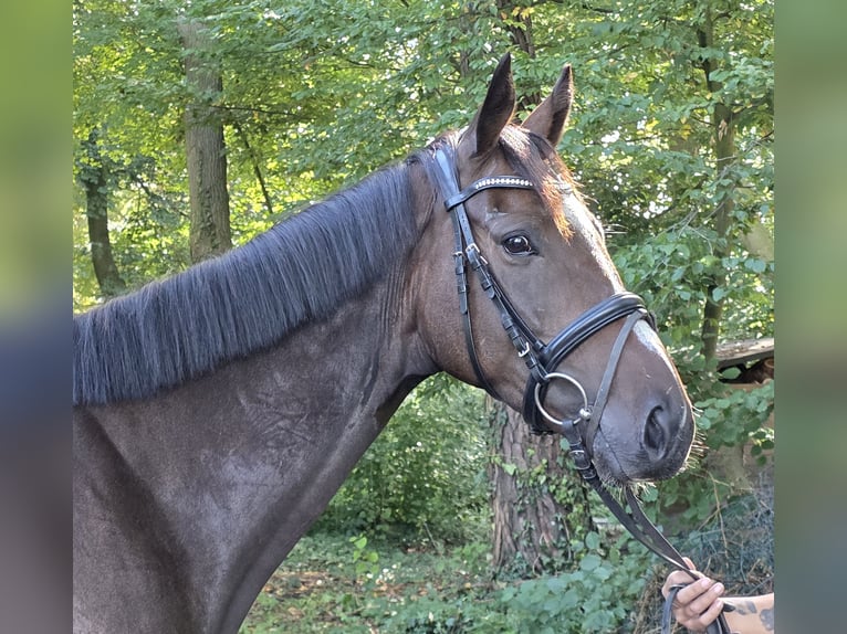 Irish Sport Horse Wallach 4 Jahre 163 cm Schwarzbrauner in Wachtendonk