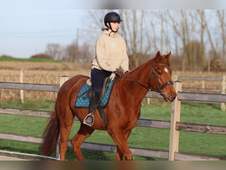 Irish Sport Horse Wallach 4 Jahre 164 cm Dunkelfuchs in Bogaarden