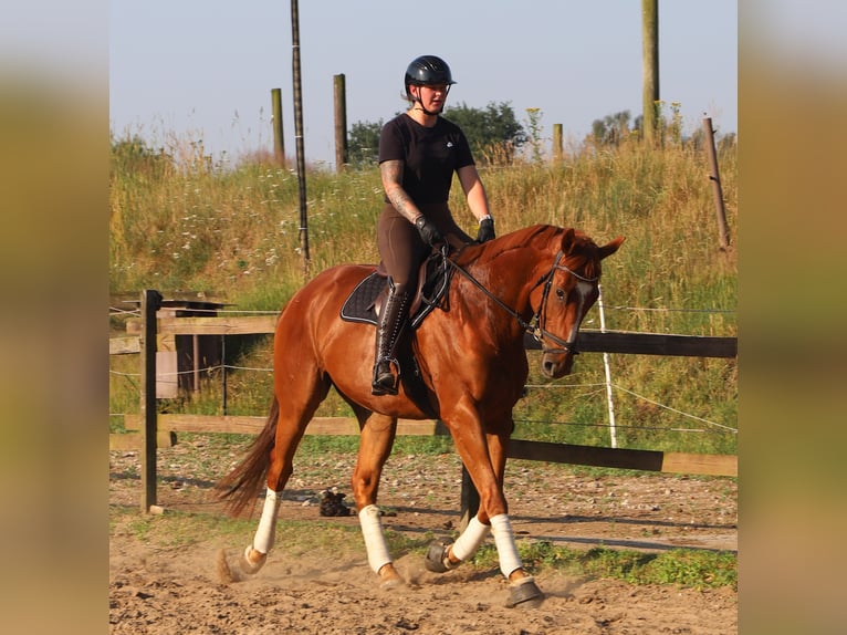 Irish Sport Horse Mix Wallach 4 Jahre 164 cm  in Uelsen