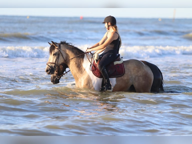 Irish Sport Horse Wallach 4 Jahre 164 cm Schecke in Bogaarden