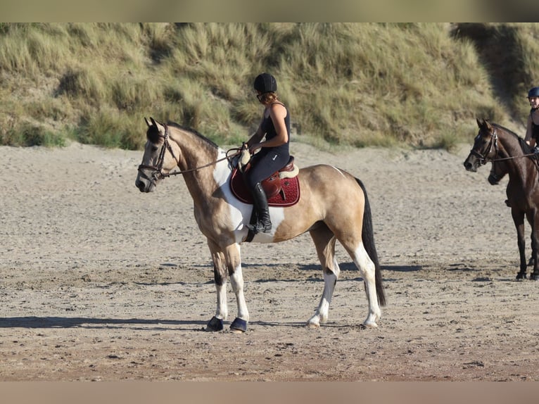 Irish Sport Horse Wallach 4 Jahre 164 cm Schecke in Bogaarden