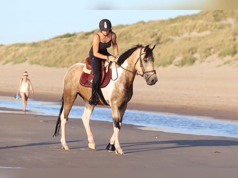 Irish Sport Horse Wallach 4 Jahre 164 cm Schecke in Bogaarden