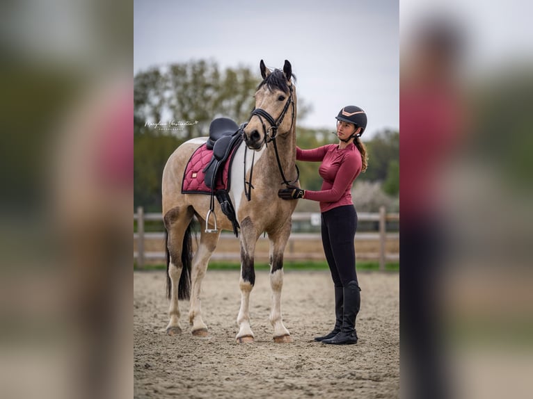 Irish Sport Horse Wallach 4 Jahre 164 cm Schecke in Bogaarden