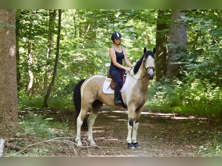 Irish Sport Horse Wallach 4 Jahre 164 cm Schecke in Bogaarden