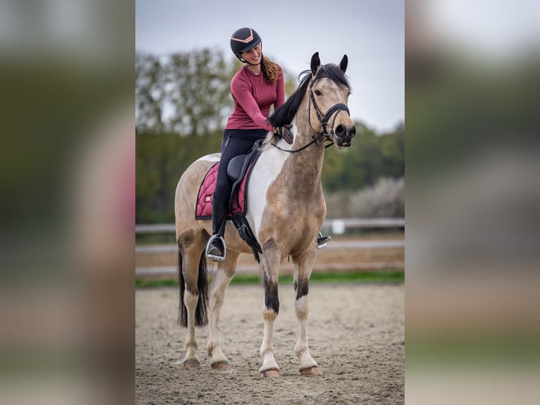 Irish Sport Horse Wallach 4 Jahre 164 cm Schecke in Bogaarden