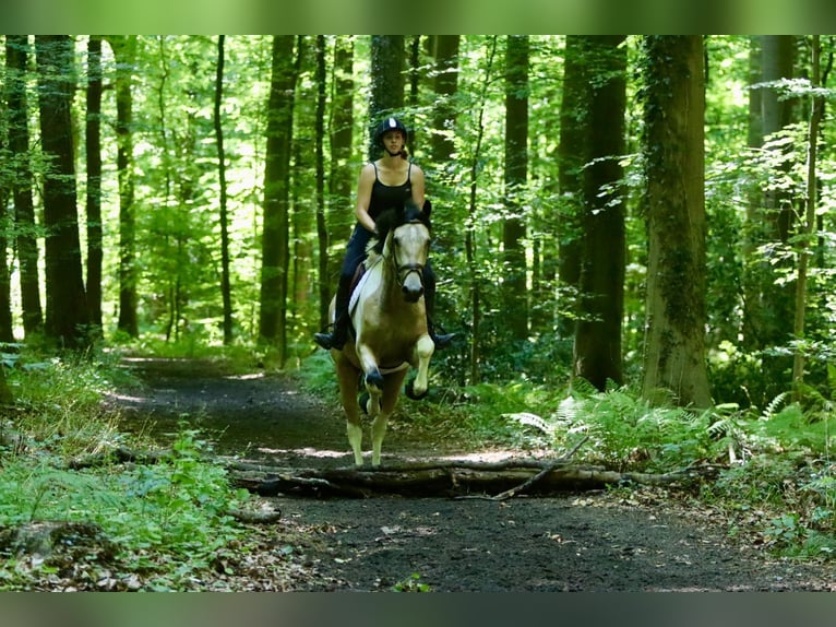 Irish Sport Horse Wallach 4 Jahre 164 cm Schecke in Bogaarden