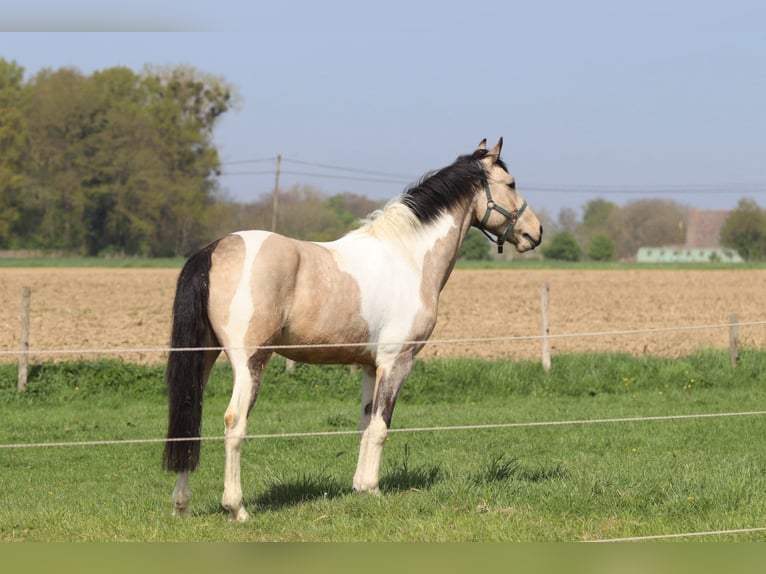 Irish Sport Horse Wallach 4 Jahre 164 cm Schecke in Bogaarden