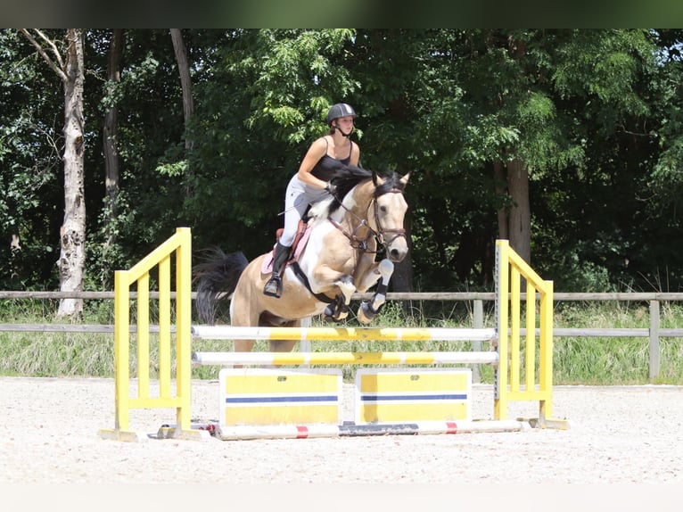 Irish Sport Horse Wallach 4 Jahre 164 cm Schecke in Bogaarden