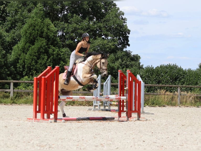 Irish Sport Horse Wallach 4 Jahre 164 cm Schecke in Bogaarden
