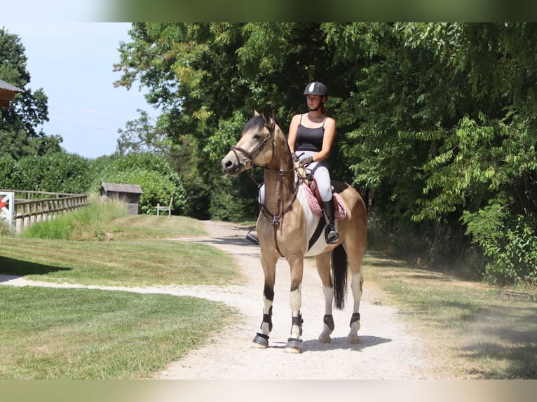 Irish Sport Horse Wallach 4 Jahre 164 cm Schecke in Bogaarden