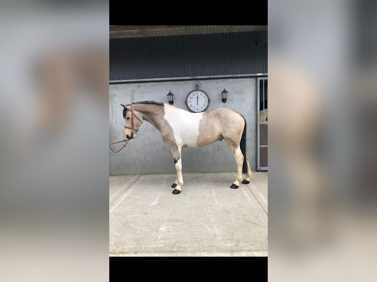 Irish Sport Horse Wallach 4 Jahre 164 cm Schecke in Bogaarden