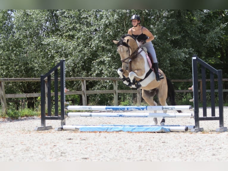 Irish Sport Horse Wallach 4 Jahre 164 cm Schecke in Bogaarden