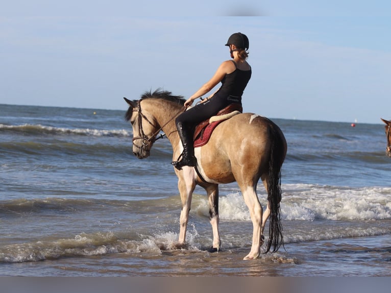 Irish Sport Horse Wallach 4 Jahre 164 cm Schecke in Bogaarden